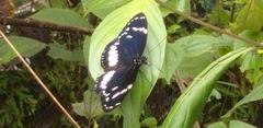 Heliconius hecuba
