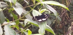 Heliconius hecuba