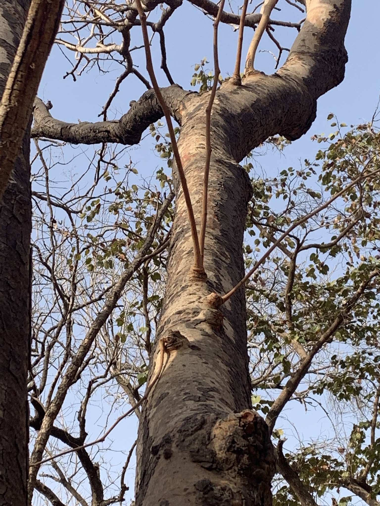 Imagem de Tallow tree