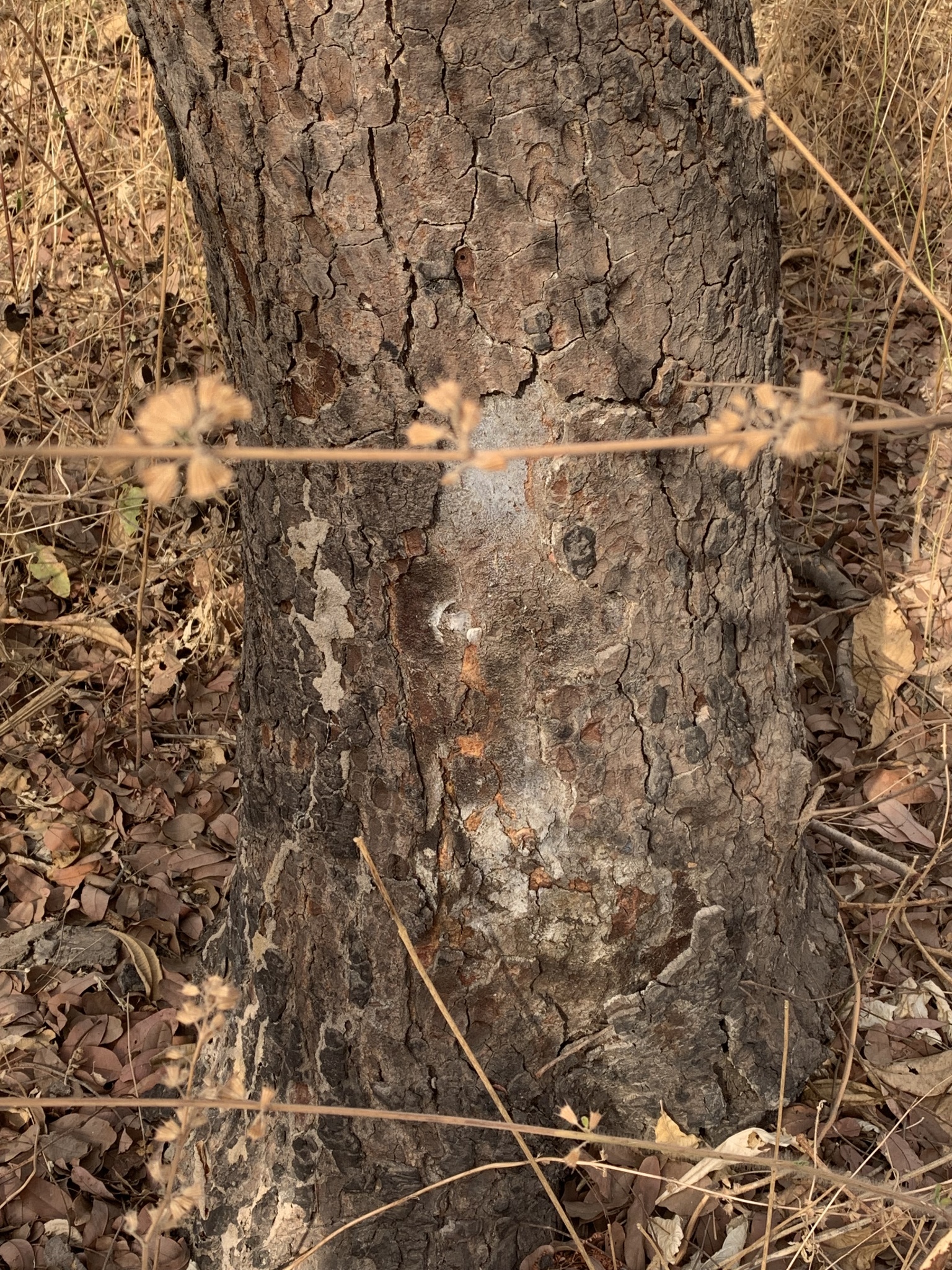Imagem de Tallow tree