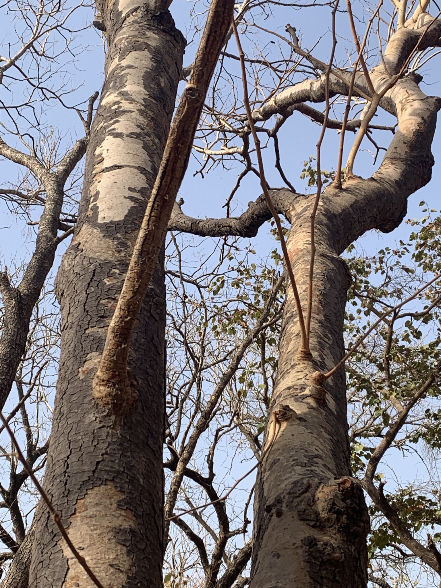 Imagem de Tallow tree