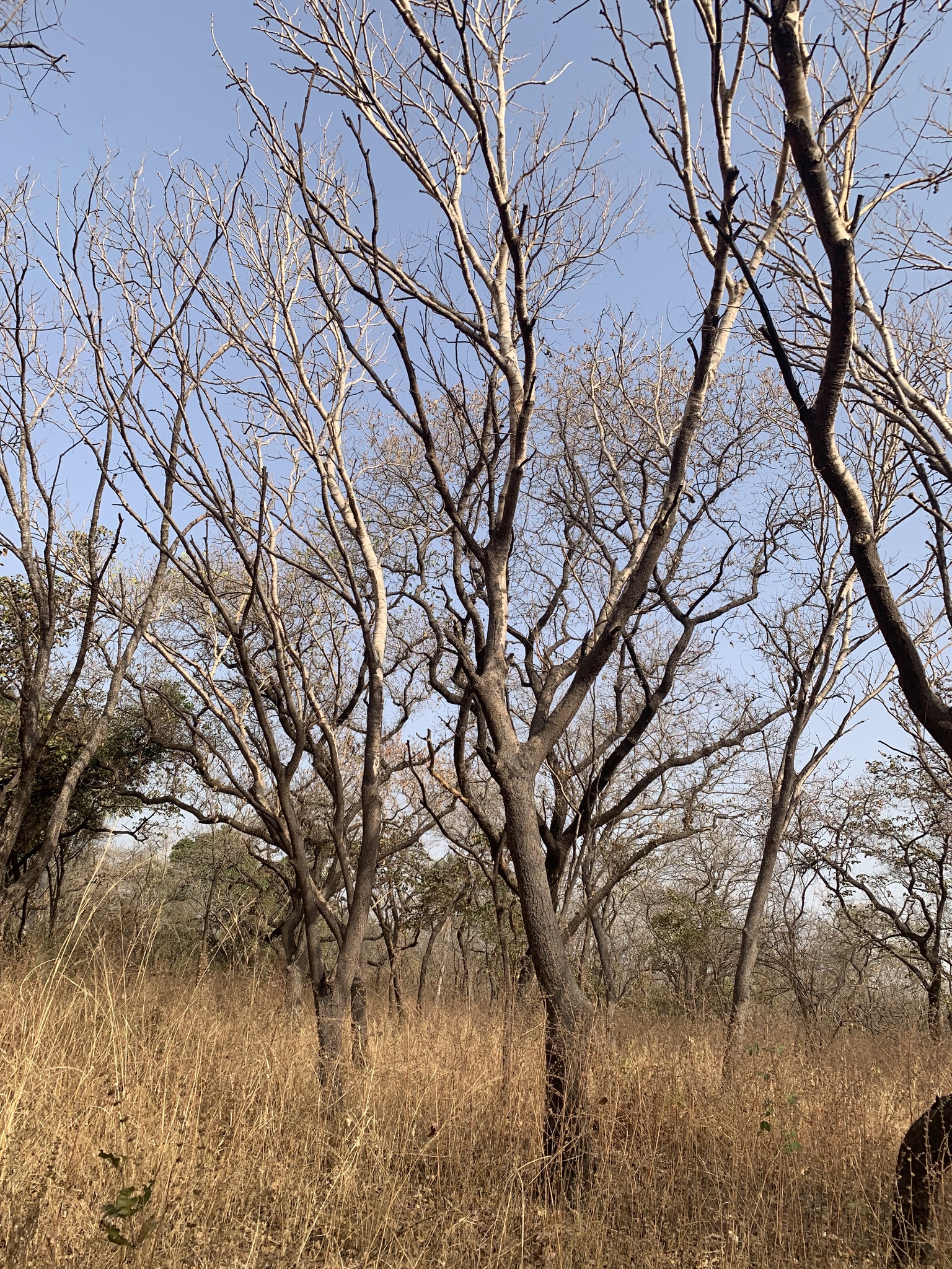 Imagem de Tallow tree