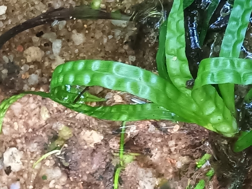 Thurnia sphaerocephala (Thurnia sphaerocephala)