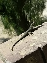 Sceloporus occidentalis