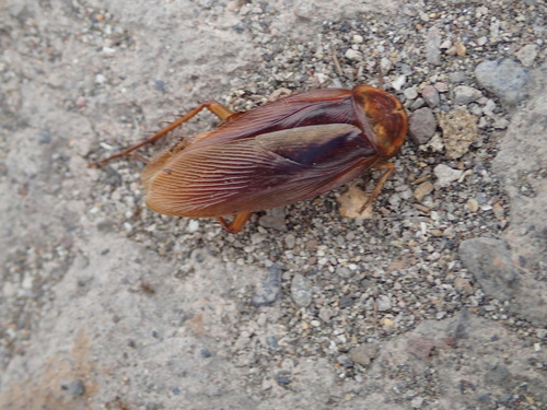 American cockroach