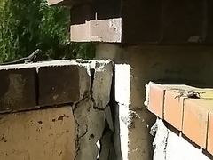 Sceloporus occidentalis