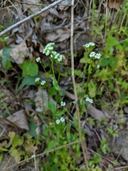 Valerianella umbilicata