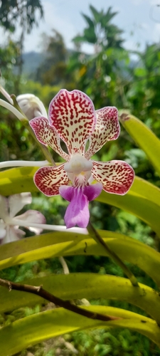 Vanda suavis