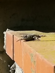 Sceloporus occidentalis