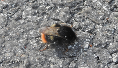 Bombus ignitus