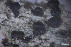 Mycoblastus affinis