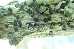 Mycoblastus affinis