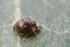 Clitostethus arcuatus