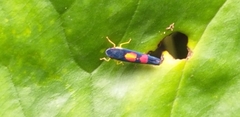 Pachitea subflava
