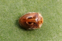 Clitostethus arcuatus