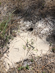 Peromyscus polionotus ammobates