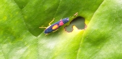Pachitea subflava