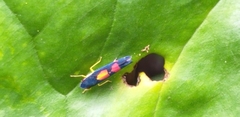 Pachitea subflava