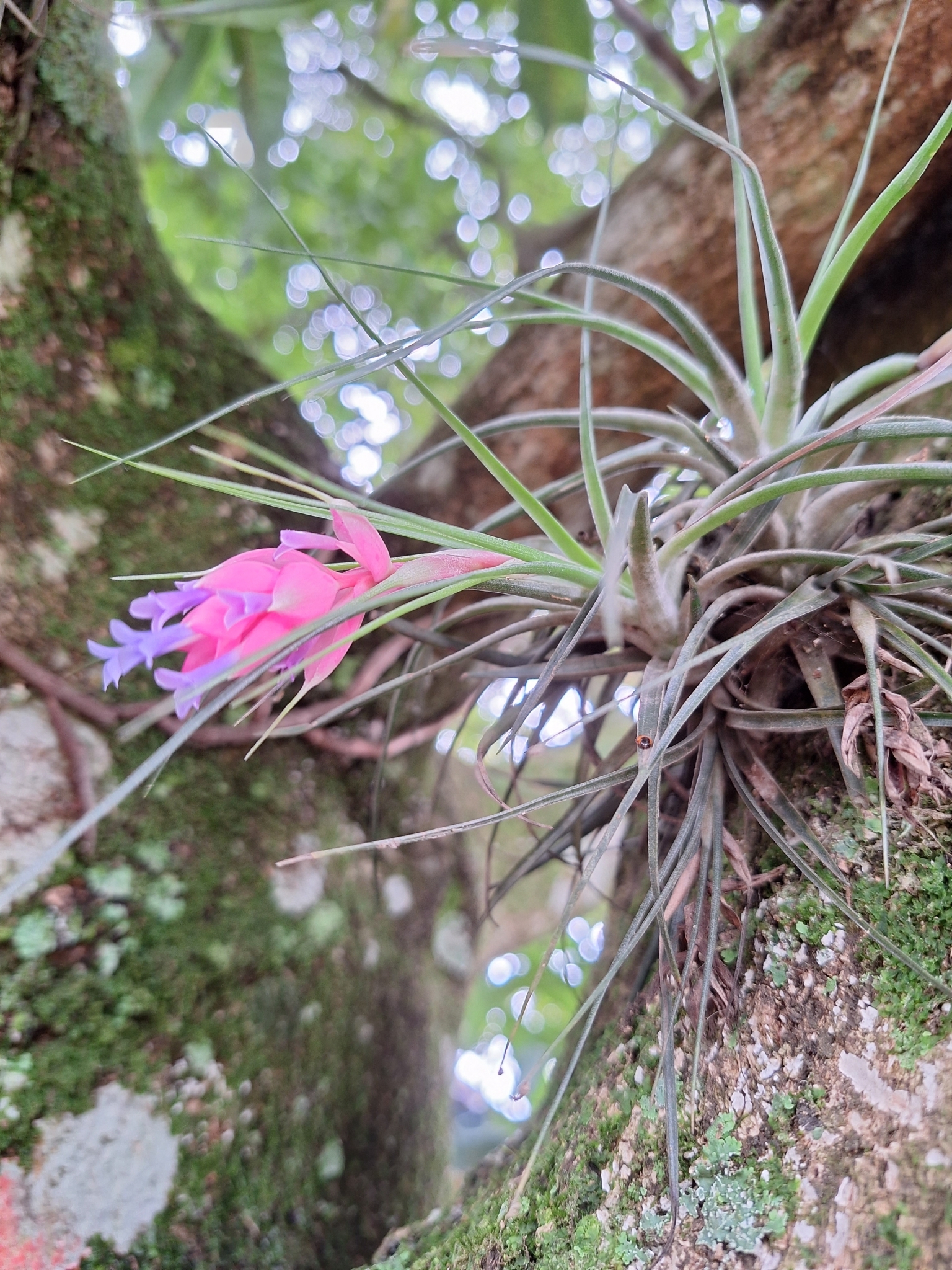 Tillandsia stricta