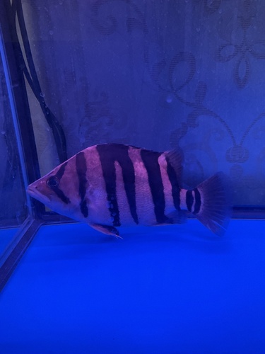 Finescale tigerfish (Datnioides microlepis) — Datnioididae — 5