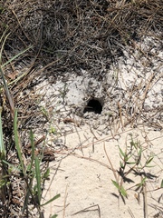 Peromyscus polionotus ammobates