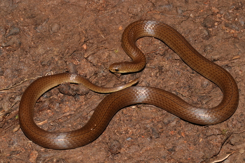Shire Slug-eater
