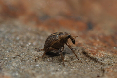 Eubrychius velutus
