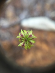 Genoplesium pumilum