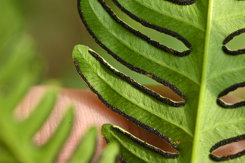 Image of Pteris biaurita by (c) 曾昱承 Yu-Cheng Zeng, some rights reserved (CC BY)