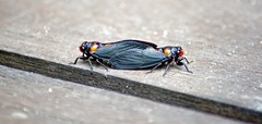 Huechys sanguinea