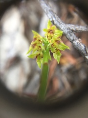 Genoplesium pumilum