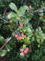 Scutia myrtina
