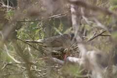 Columbina cruziana