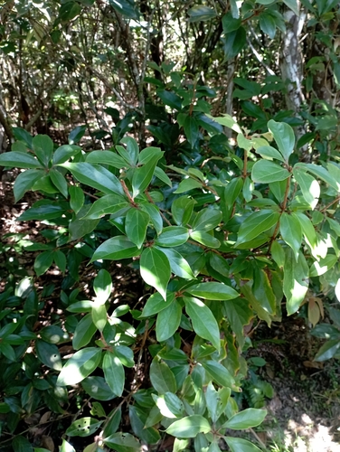 Neolitsea villosa, photograph 4