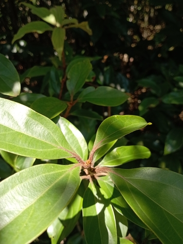 Neolitsea villosa, photograph 6