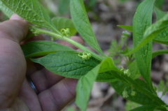 Hybanthus concolor