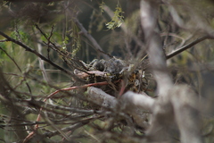 Columbina cruziana