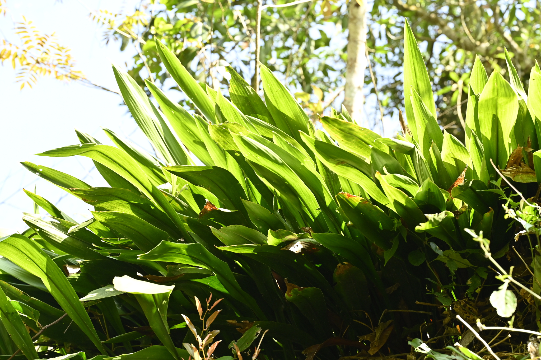 Aspidistra attenuata