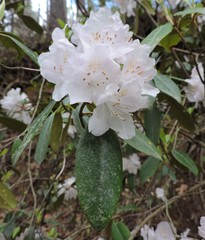 Rhododendron carolinianum