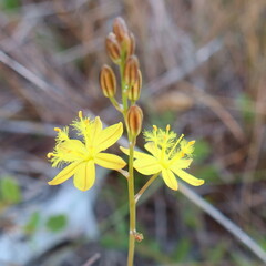 Bulbine favosa