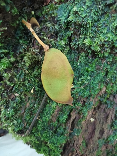 Image of Dicorynia guianensis by (c) Guillaume Delaitre, some rights reserved (CC BY)