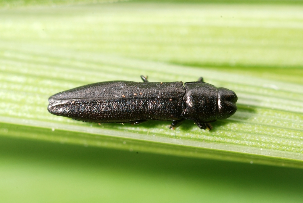 Aphanisticus elongatus