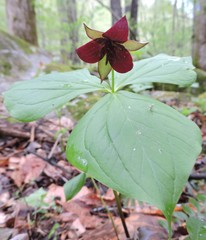 Trillium sulcatum