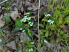 Valerianella umbilicata