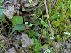 Valerianella umbilicata