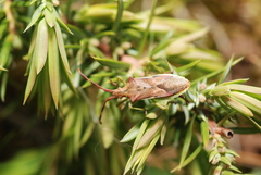 Gonocerus juniperi