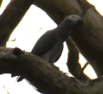 Grey Parrot