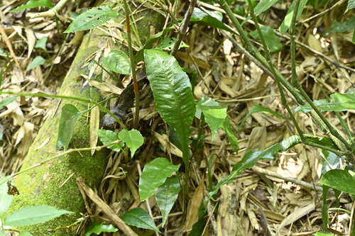 Image of Chestnut-Leaf Colysis Fern (Leptochilus wrightii) by (c) 曾昱承 Yu-Cheng Zeng, some rights reserved (CC BY)