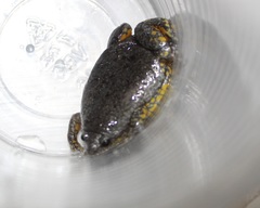 Elachistocleis ovalis