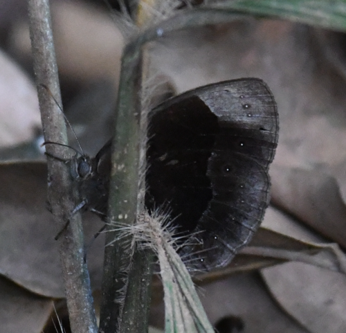 Western White-tipped Bush Brown